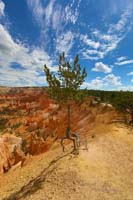 Bryce Canyon - Walking Tree